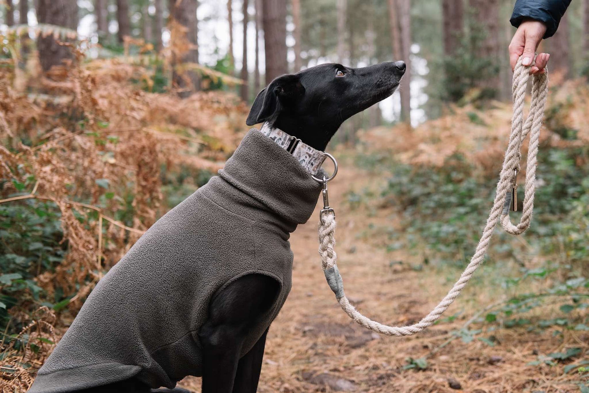 How long should my dog lead be?