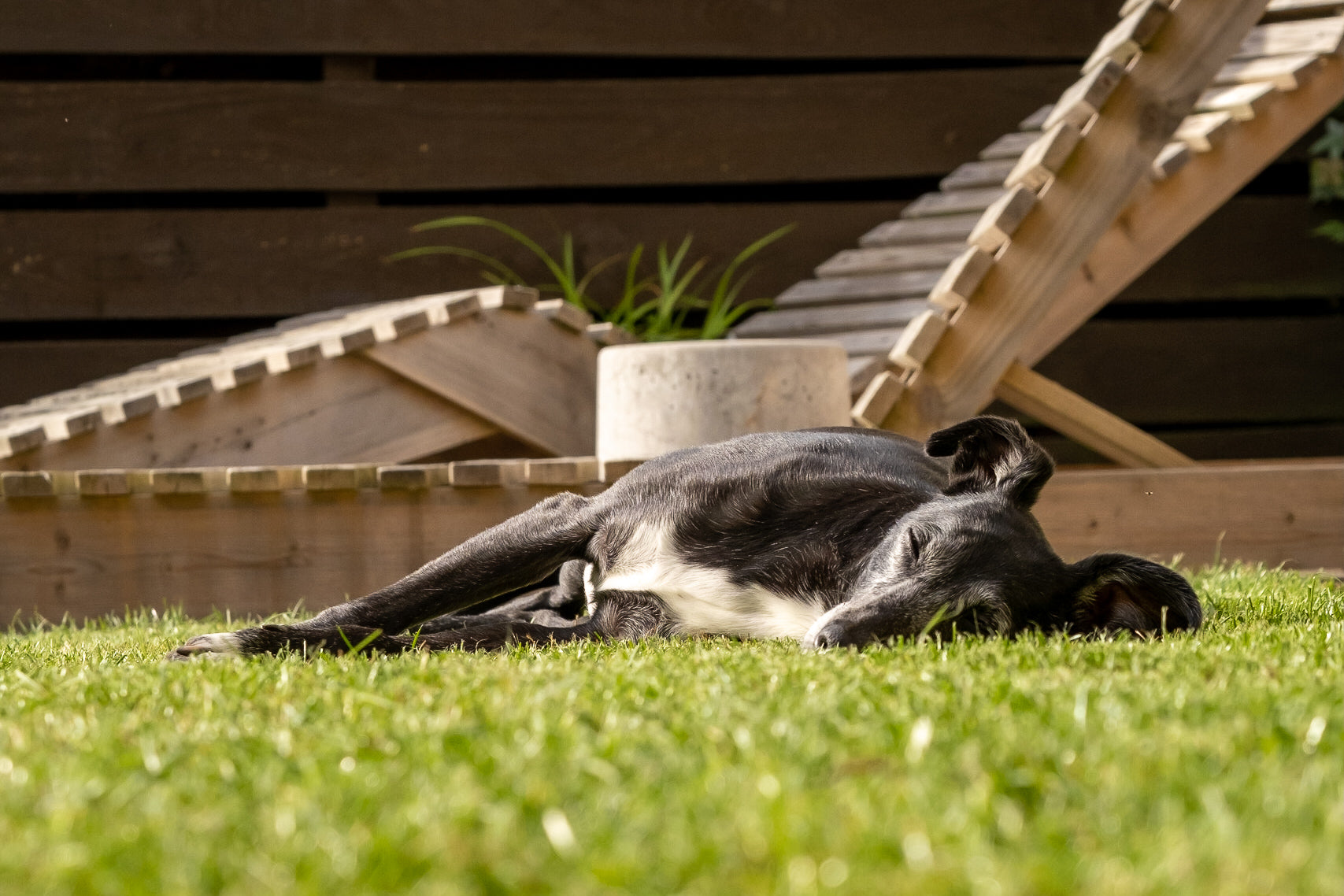 Tips for looking after your dog in warm weather