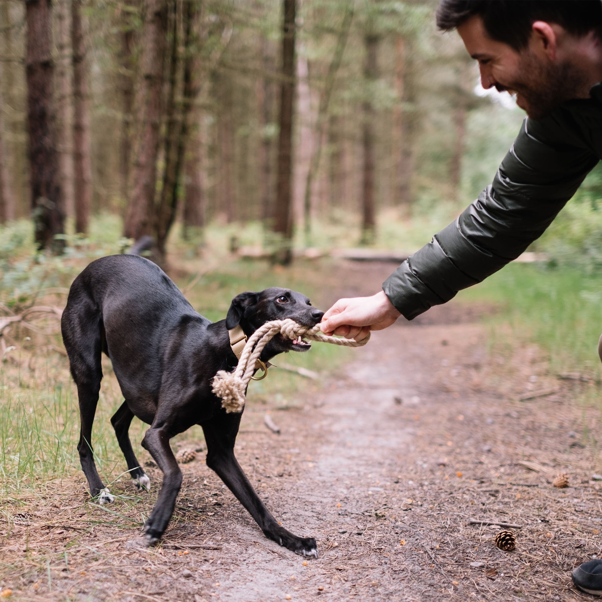 Grey Whippet Playing with a Smug Mutts Knot Again Natural Hemp Rope Eco Friendly Toy in Woodland