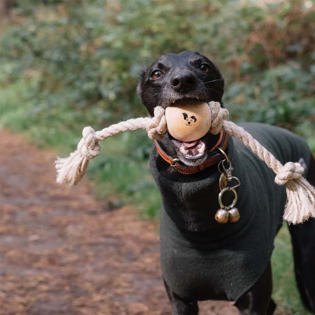 Black Whippet Holding a Smug Mutts Knotty-ness Natural Hemp Rope And Beech Wood Dog Eco Friendly Toy / Sustainable Dog Toy that is Plastic Free
