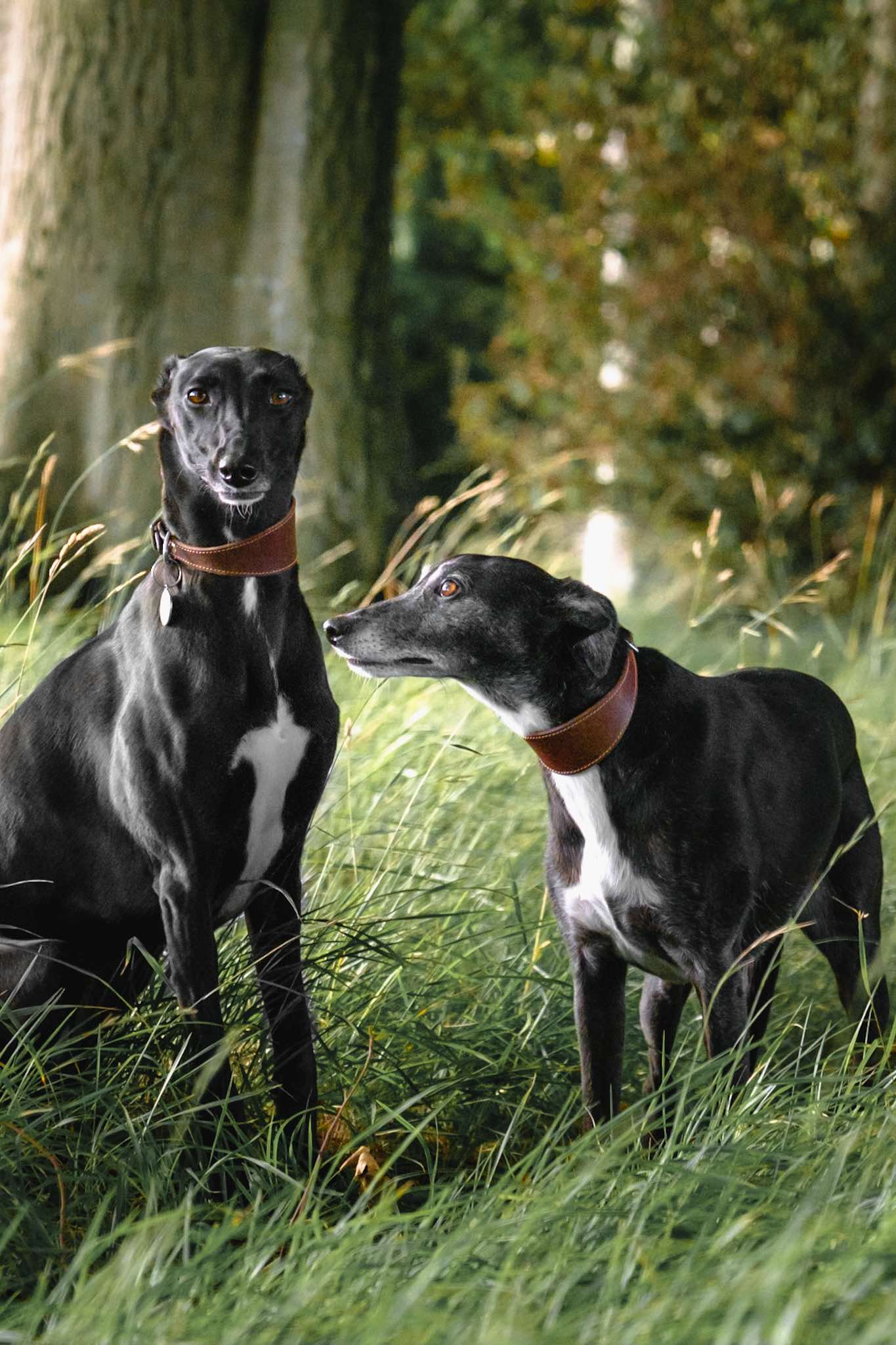 Two Black Whippets in a Woodland with Long Green Grass