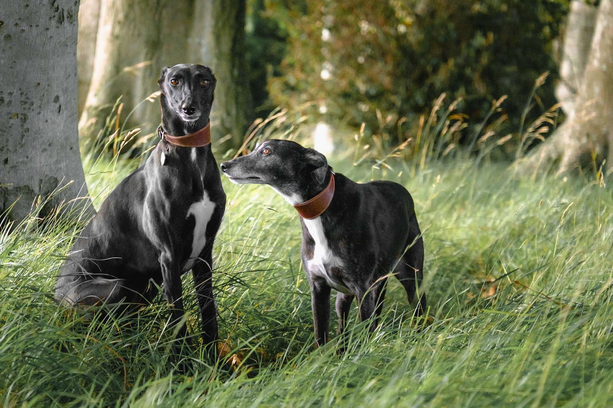 Two Black Whippets in a Woodland with Long Green Grass