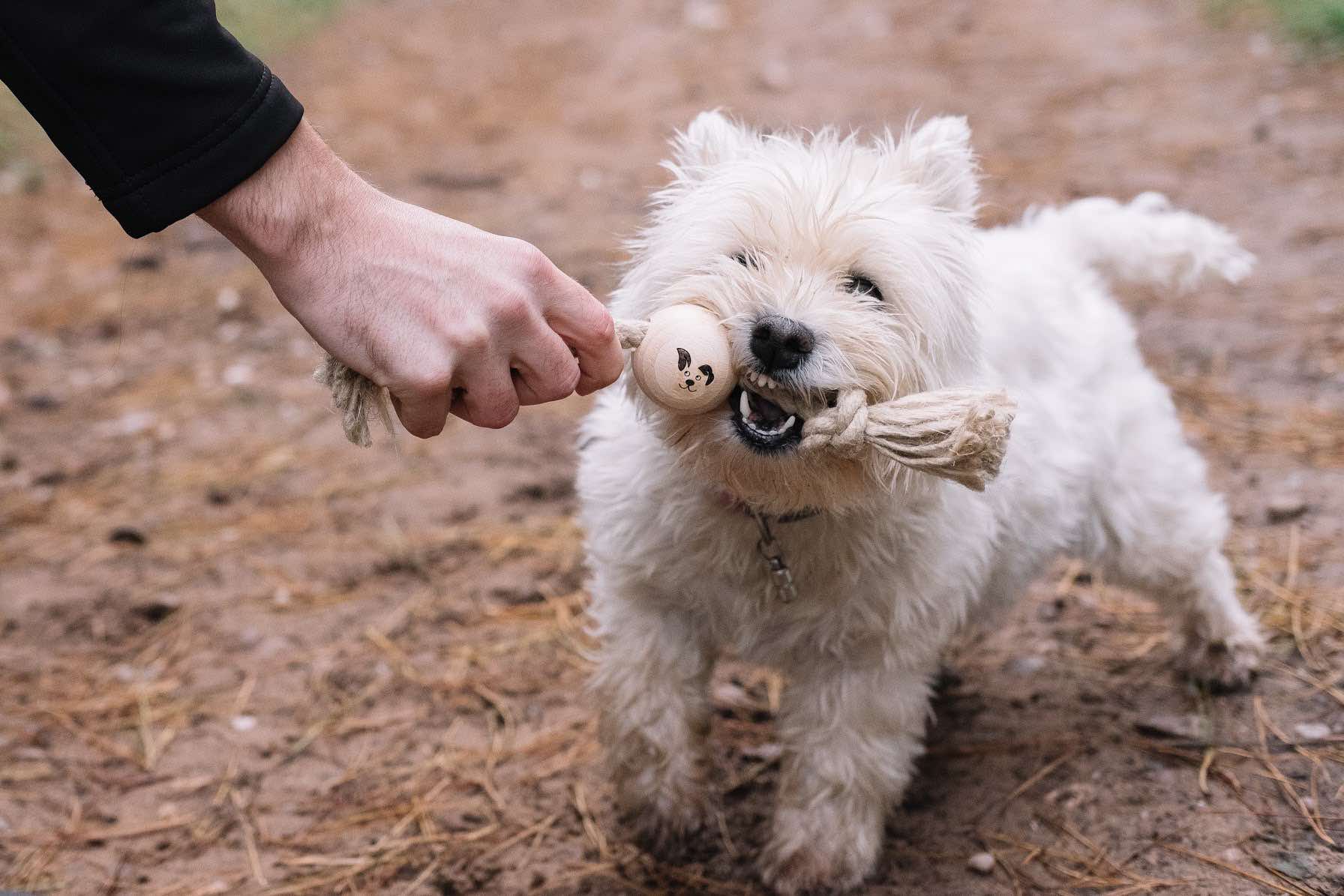 Westie Playing Tug with a Smug Mutts Tug a Ball Natural and Eco Friendly Beech Wood Dog Toy