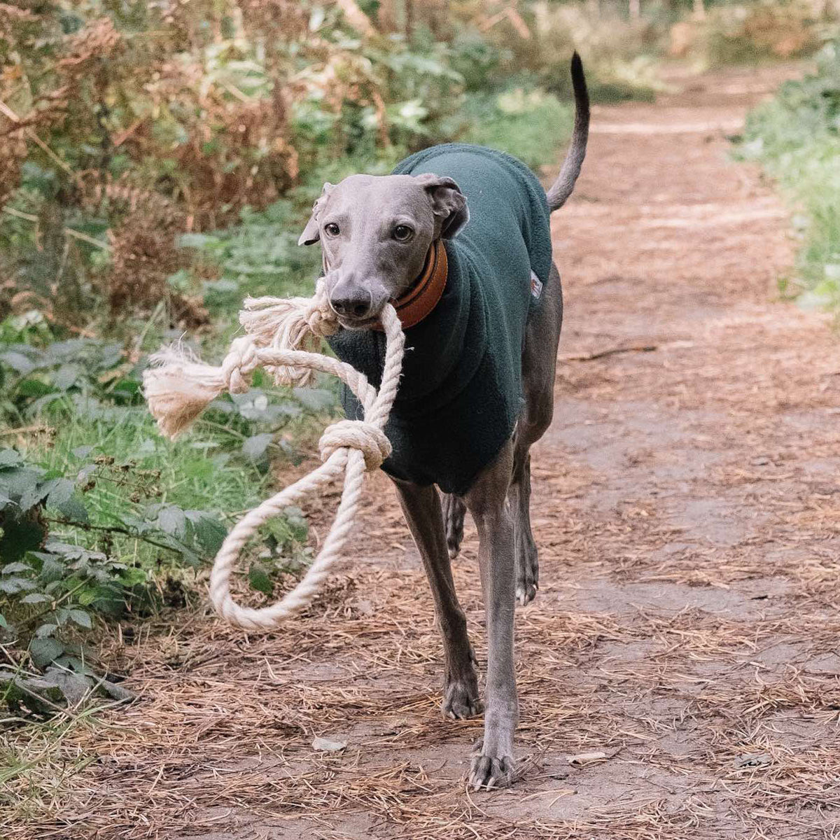 Blue Whippet carrying a Knot Again Smug Mutts Natural and Organic Hemp Rope Toy, Ring Shape with Loop and Two Knots, Eco Friendly Dog Toy