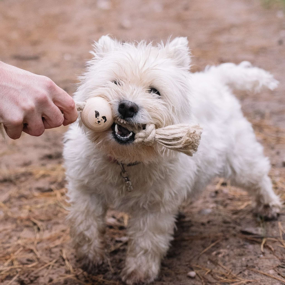 Dog Playing with Tug-A-Ball - Smug Mutts Natural Hemp Rope and Beech Wood Dog Toy, Natural and Eco Friendly Dog Toy